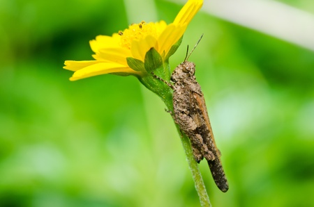 grasshopper in green nature or in the gardenの写真素材
