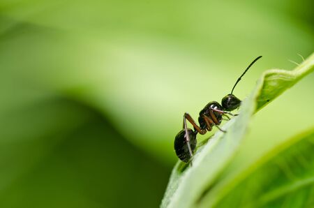 black ant in green nature or in the garden
