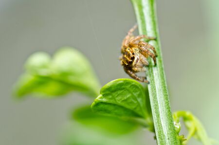 jumping spider in green nature or in the garden