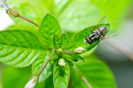 fly in green nature or in the city