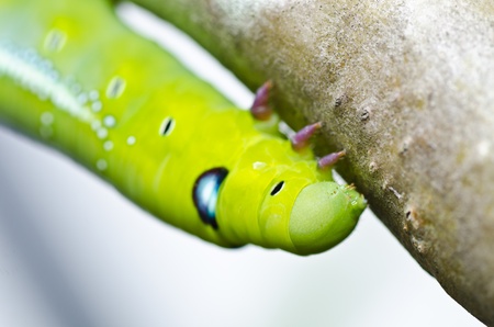 worm in green nature or in the gardenの写真素材