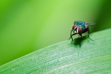 fly in green nature or in the city