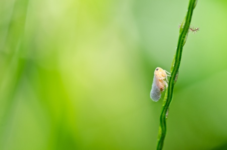 Aphid insect in green nature or in the garden