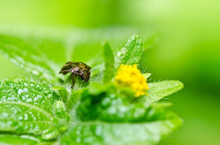 brown bug in green nature or in the garden