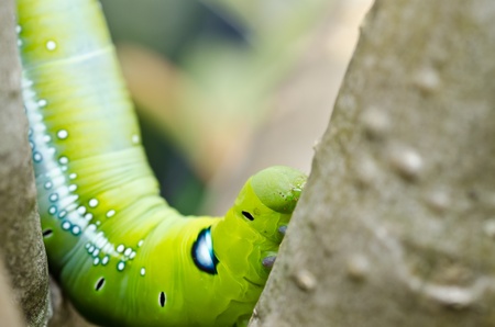 worm in green nature or in the gardenの写真素材