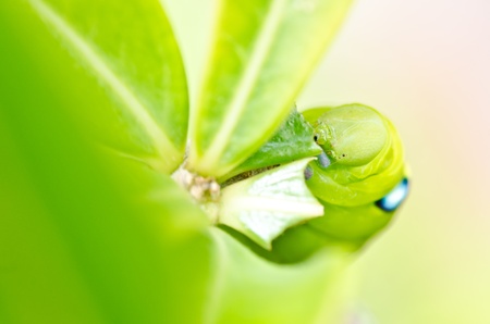 worm in green nature or in the garden