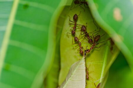 red ant power in green nature or in forestの写真素材