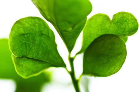 green leaf macro in green nature or in parkの写真素材