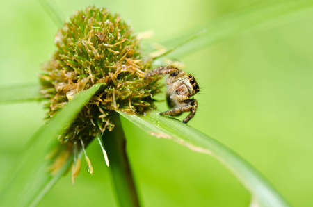 jumping spider and water drops in green nature or in the garden