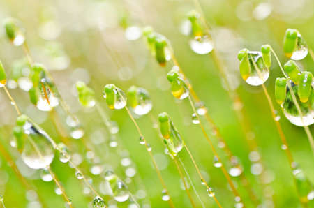 fresh moss and water drops macro in green nature or in forestの写真素材