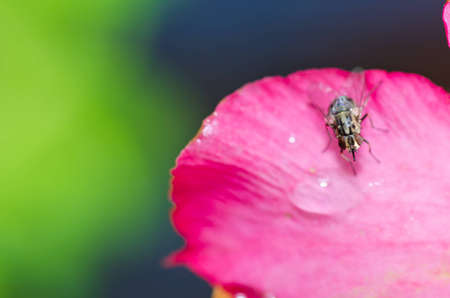 fly in green nature or in the city or on foodの写真素材
