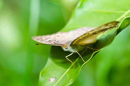 butterfly in green nature or in the garden