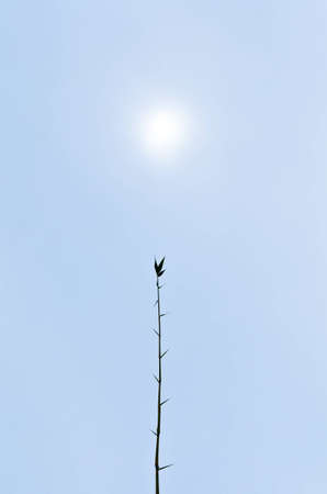 Bamboo and sunrise in natureの写真素材