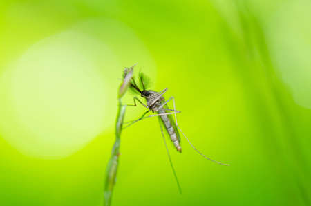 mosquito in nature or in the city