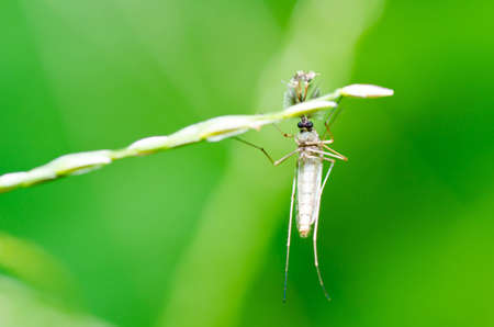mosquito in nature or in the city and danger for childrenの写真素材
