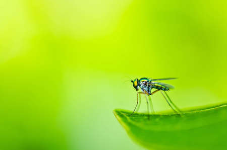 long legs fly in green nature or in the cityの写真素材
