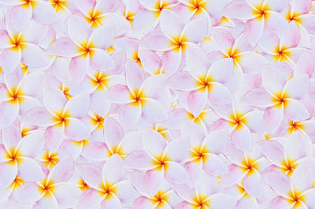 Frangipani flowers background  use in spaの写真素材