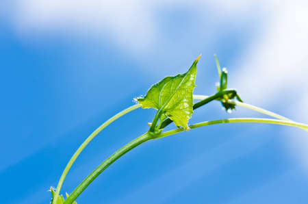 green leaf and blue sky in fresh natureの写真素材