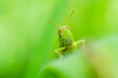 grasshopper macro in green nature or in the gardenの写真素材