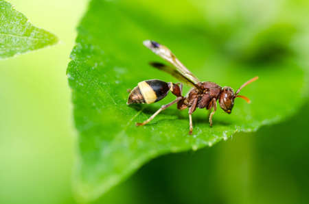 wasp in green nature or in garden. It's danger.の写真素材