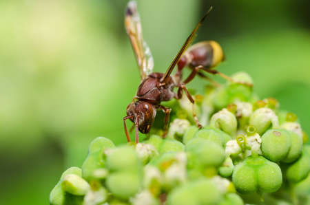 wasp in green nature or in garden. It's danger.の写真素材