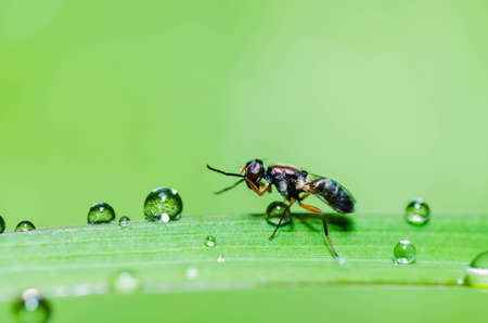 fly macro in green nature or in the city or on foodの写真素材