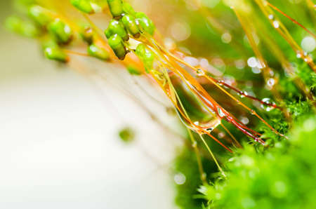 Fresh moss and water drops in green nature or in old stone or old wallの写真素材