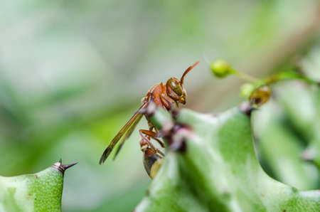 wasp and cactus in green nature or in garden. It's danger.の写真素材