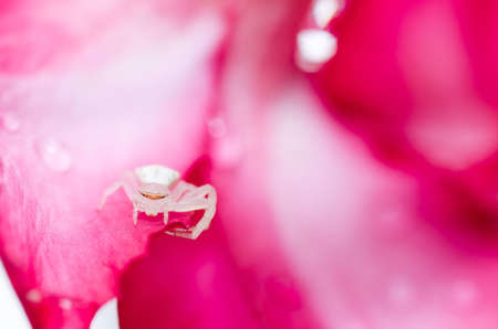 white spider and pink flower in nature or in the forestの写真素材