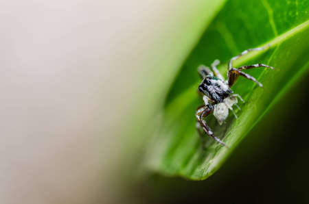 jumping spider in green nature or in the gardenの写真素材