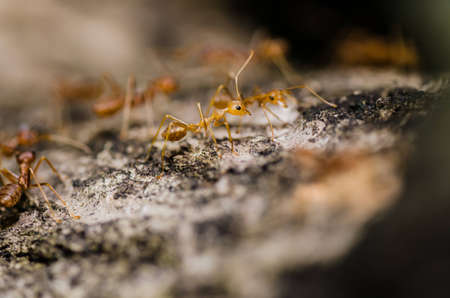 red ant in green nature or in forestの写真素材