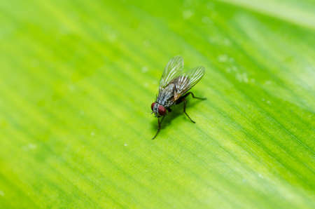 fly in green nature or in the city or on food