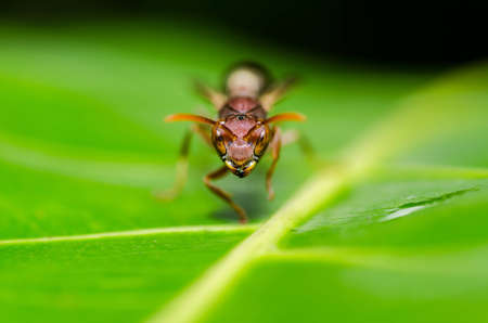 wasp in green nature or in garden. It's danger.の写真素材