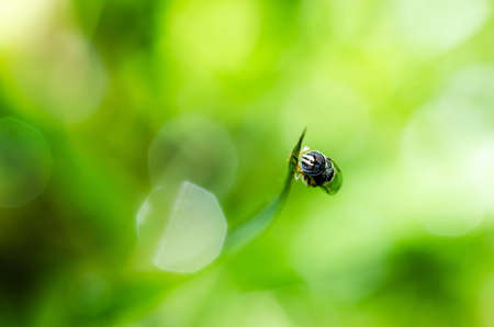 Fruit files or Flower files or hover files macro in green nature or in the gardenの写真素材