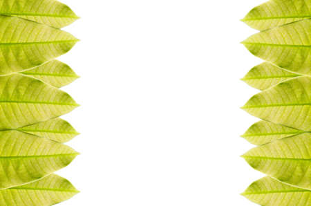 Green leaf frame isolated in green natureの写真素材