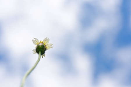 white flower weed and blue sky