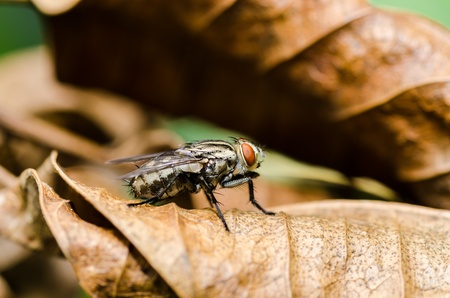 fly macro in green nature or in the city or on food