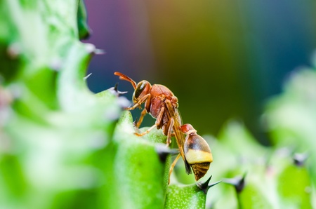 wasp and Cactus macro in green nature or in garden. It's danger.の写真素材