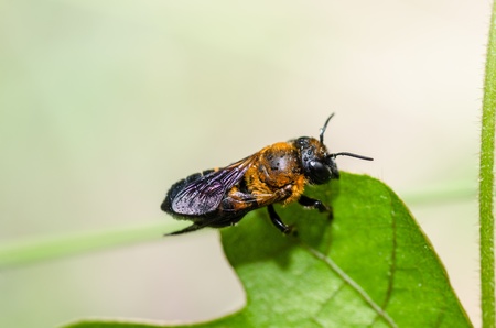 leaf-cutting bees or Megachilidae macro in green nature or in the gardenの写真素材