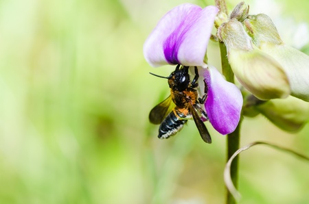 leaf-cutting bees or Megachilidae macro in green nature or in the garden