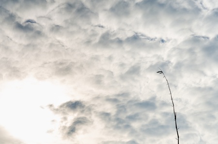 silhouette bamboo and the sky in the natureの写真素材