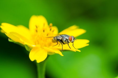 fly macro Little yellow star flower in green natureの写真素材