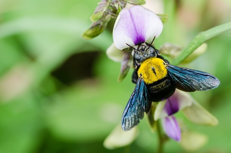 Carpenter bee macro in the nature or in the garden.It's dangerの写真素材