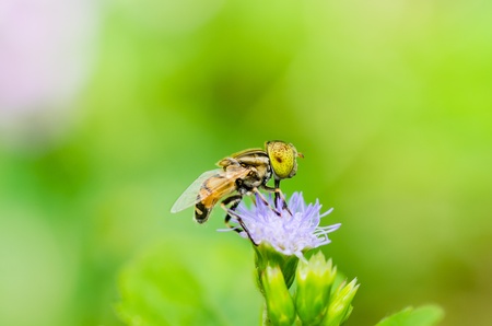 Fruit files or Flower files or hover files macro in green nature or in the gardenの写真素材