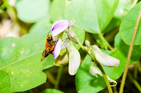 leaf-cutting bees or Megachilidae macro in green nature or in the garden