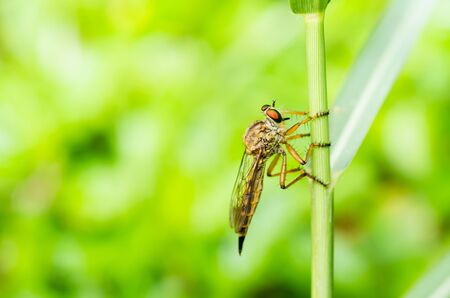 Robberfly macro in green nature or in the garden