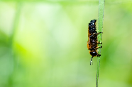 leaf-cutting bees or Megachilidae macro in green nature or in the garden