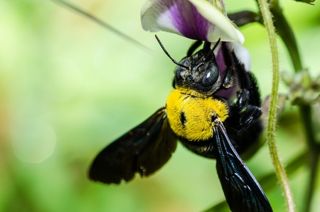 Carpenter bee macro in the nature or in the garden.It's danger