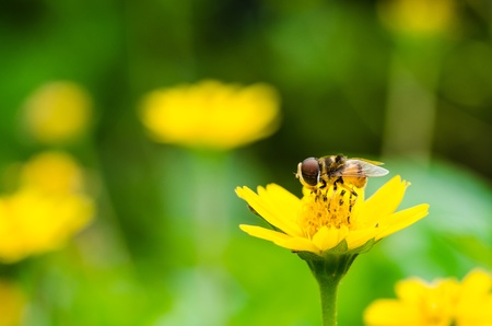 Fruit files or Flower files or hover files macro in green nature or in the gardenの写真素材