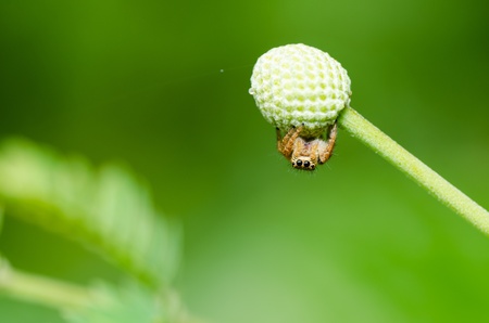jumping spider macro in green nature or in the garden